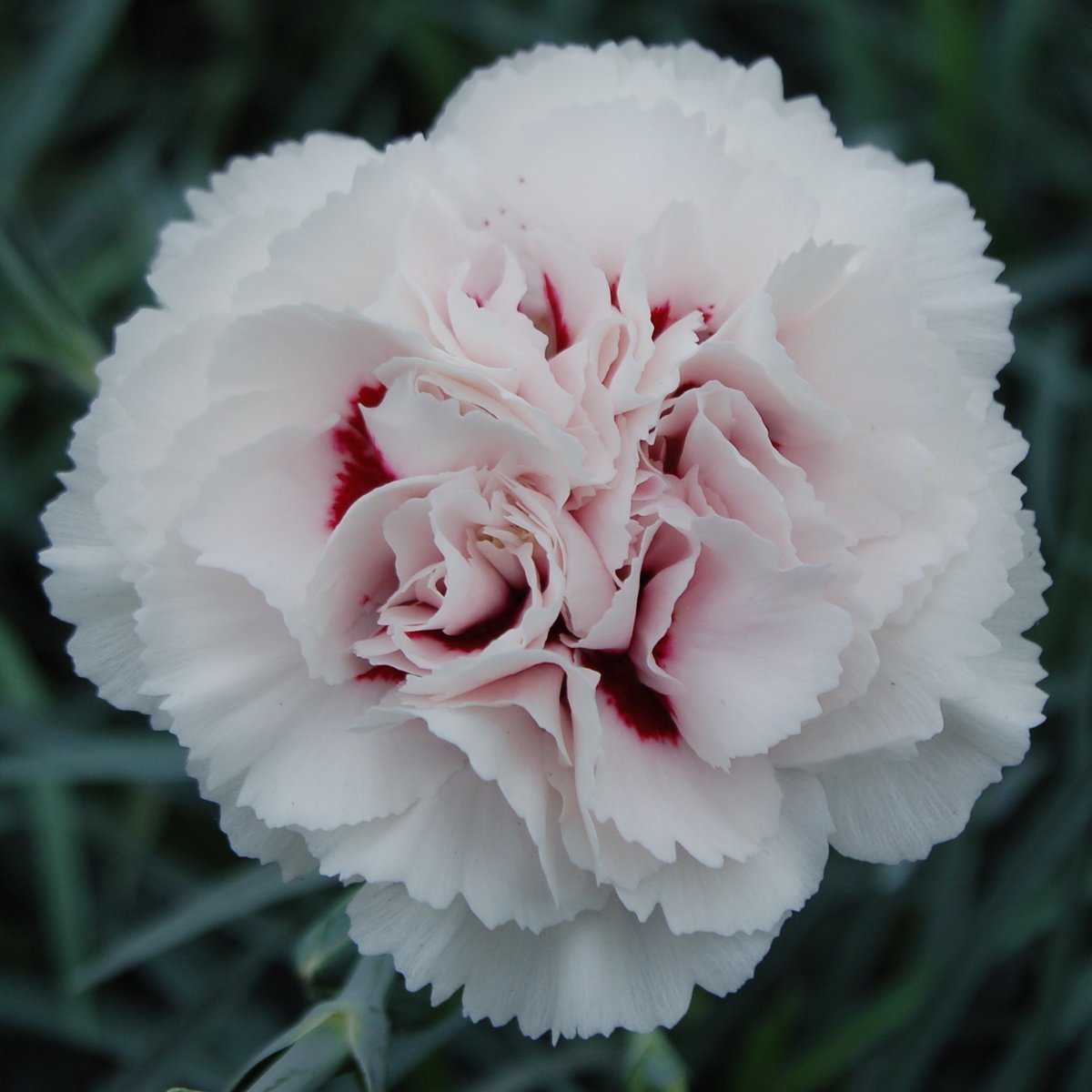 Садовая гвоздика (Dianthus caryophyllus)