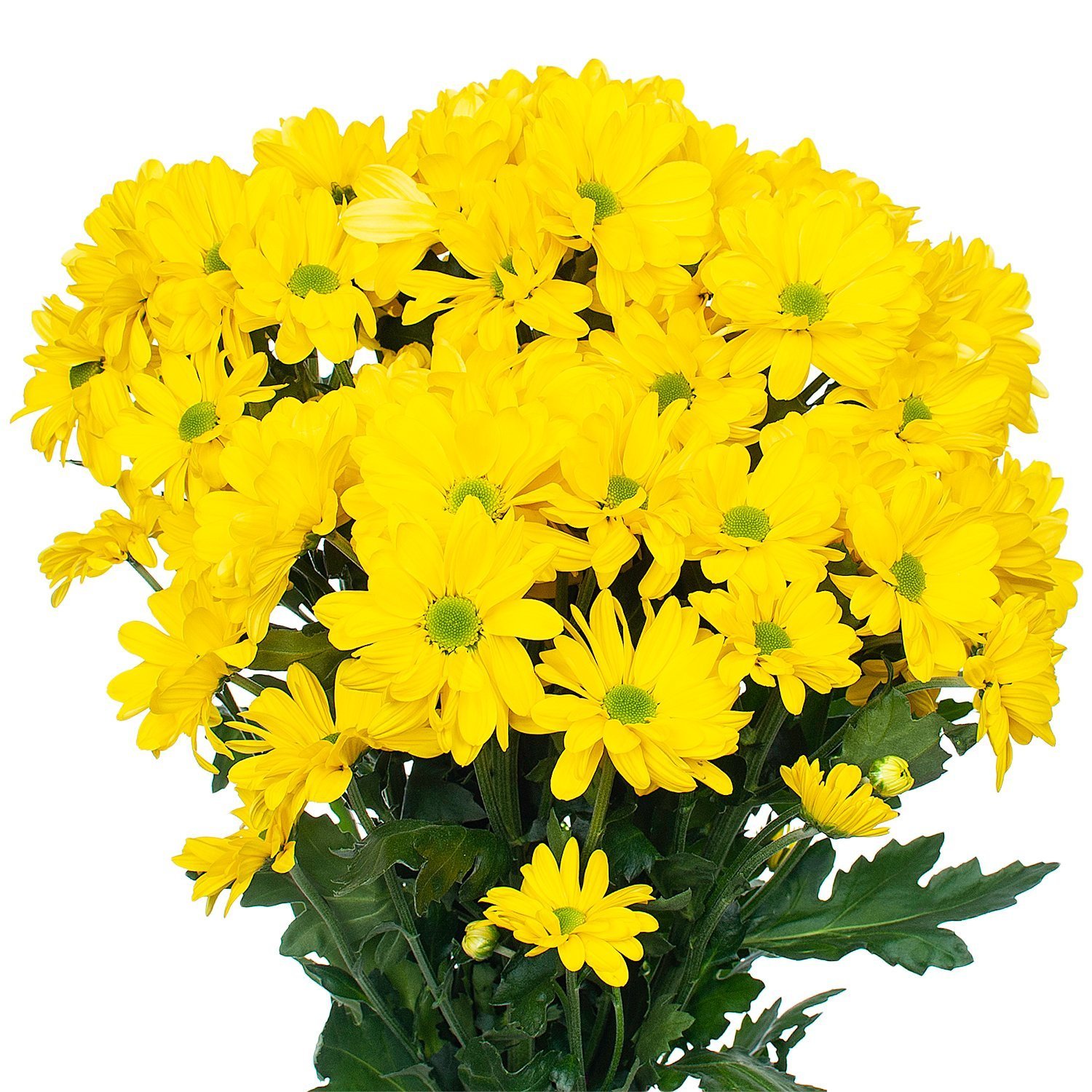хризантема кустовая желтая фото