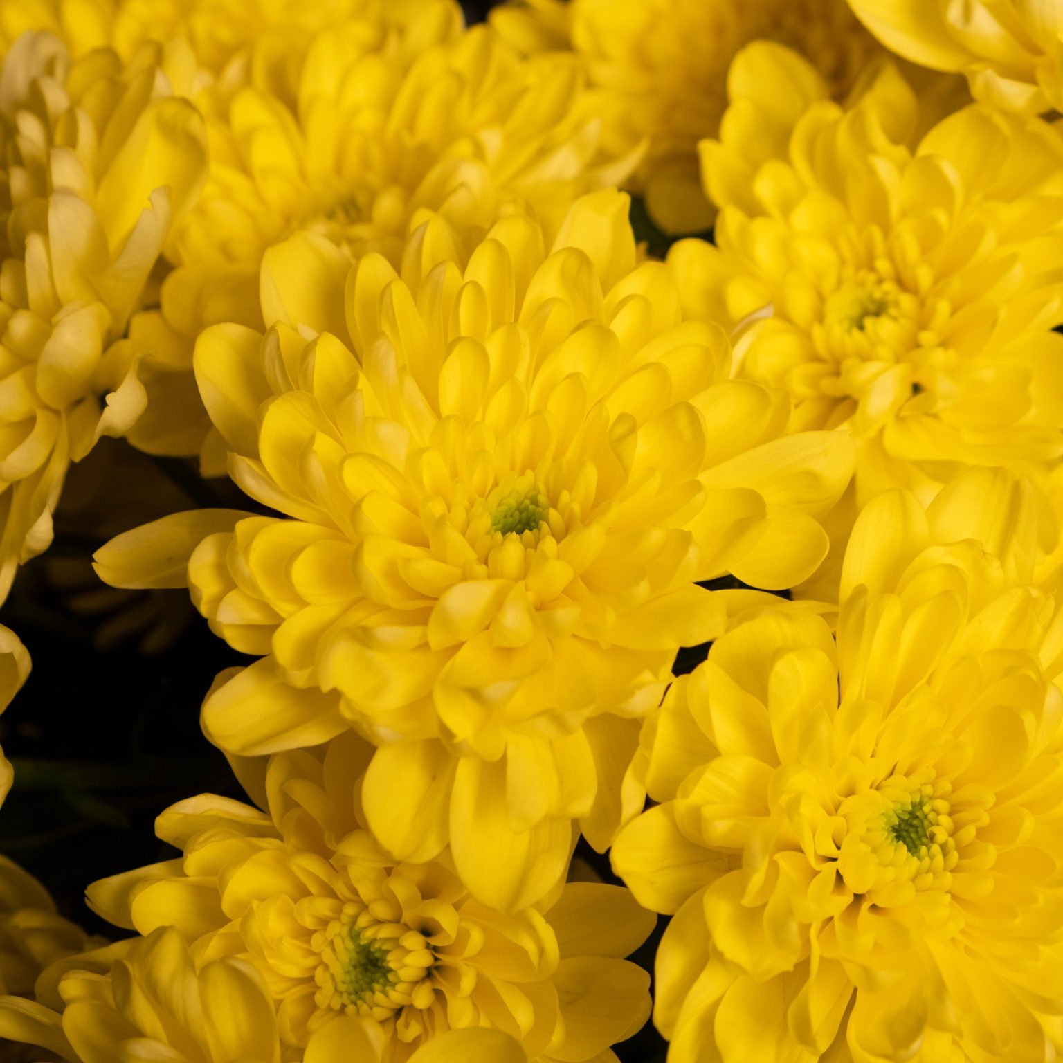 хризантема балтика желтая фото