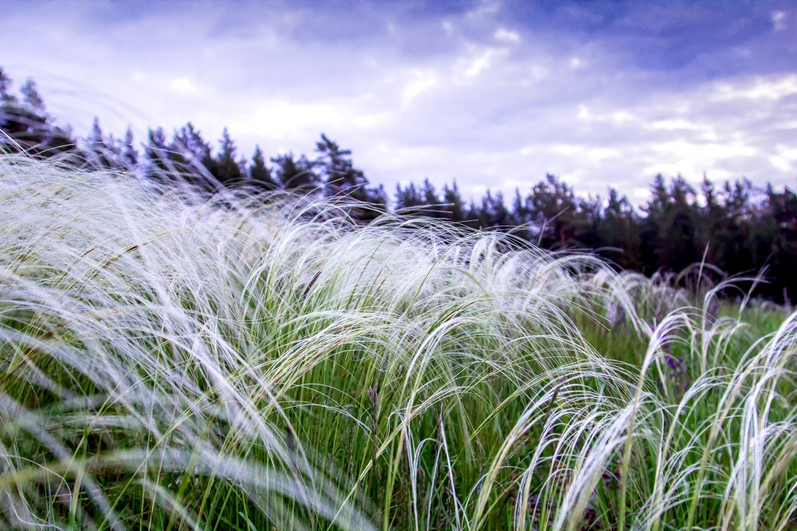 Ковила. Ковыль (Stipa). Ковыль перистый. Ковыль Иоанна. Ковыль Дальневосточный.