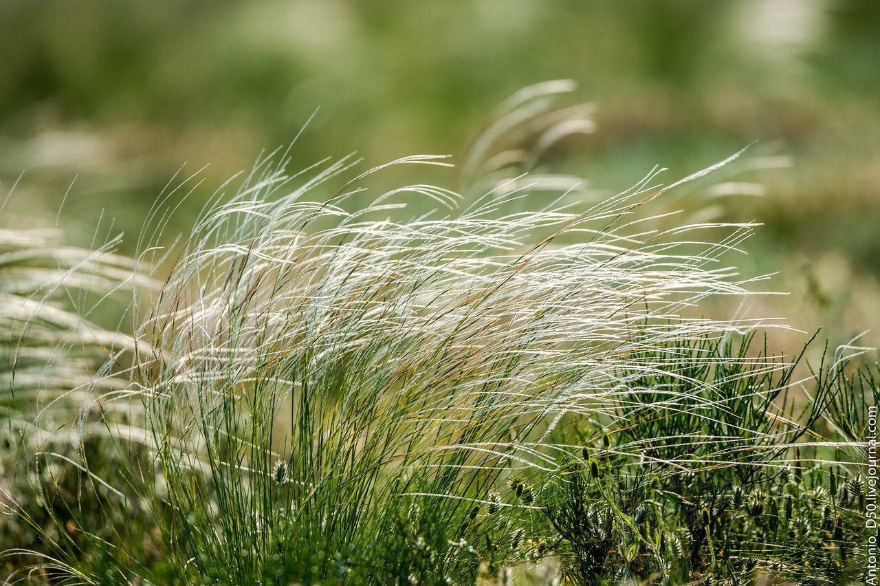 Ковыль. Ковыль-волосатик. Ковыль волосатик (Тырса). Ковыль волосатик Stipa capillata. Stipa capillata l. ковыль волосатик.