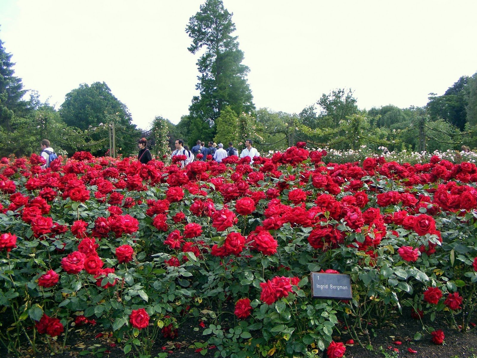 Лондон Риджентс-парк розы