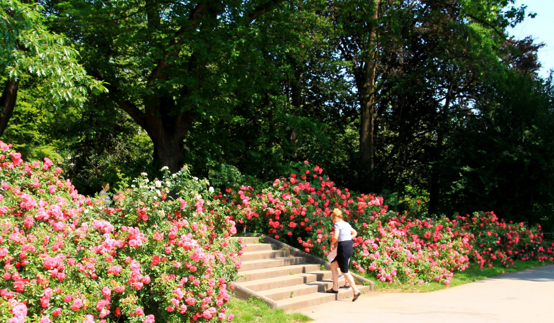 роза ричмонд парк