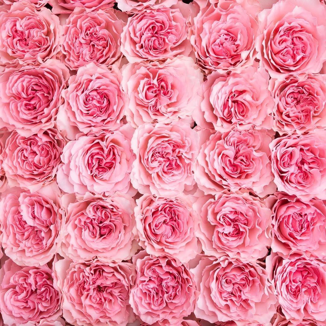 роза эквадор розовая сорта название