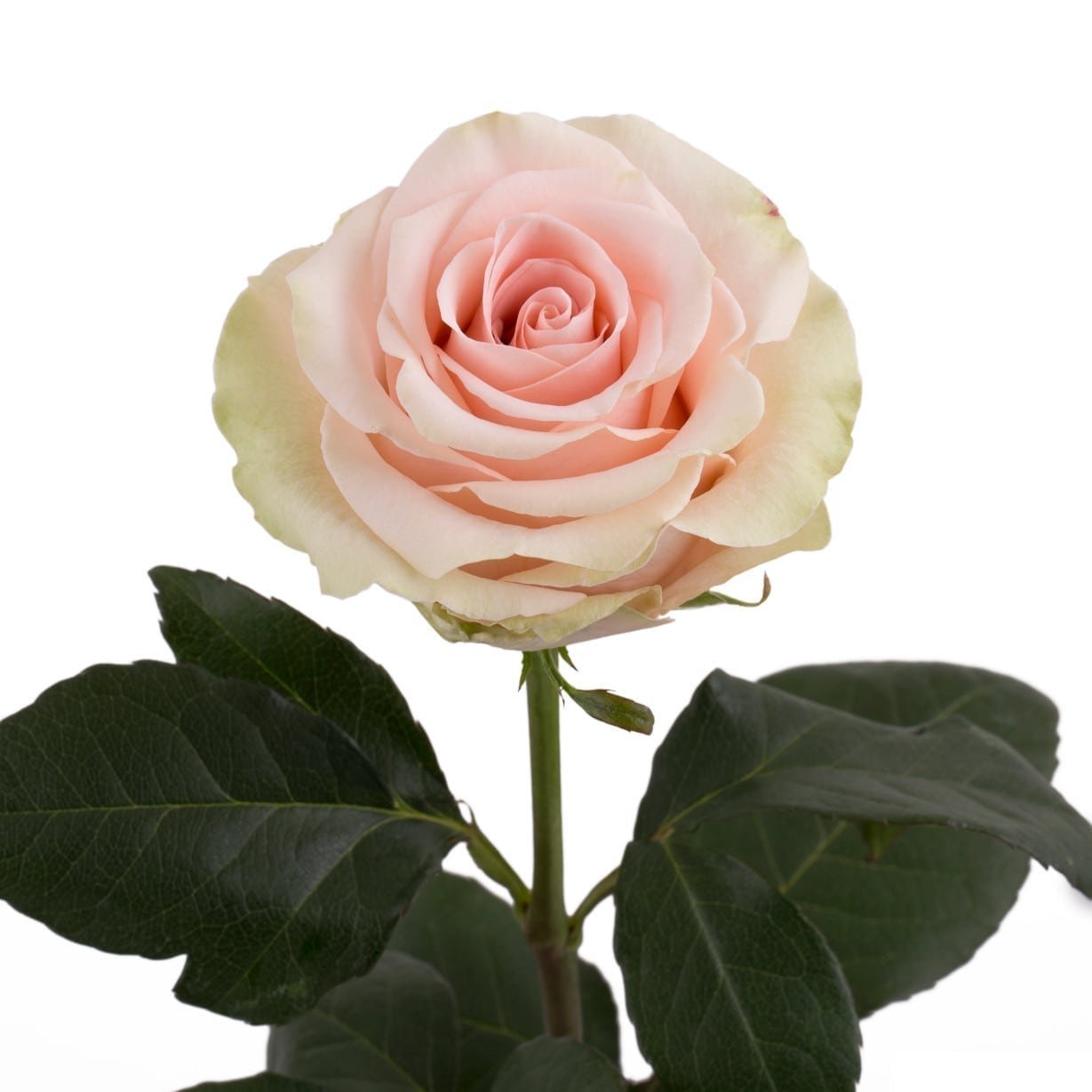 роза мандала фото эквадор