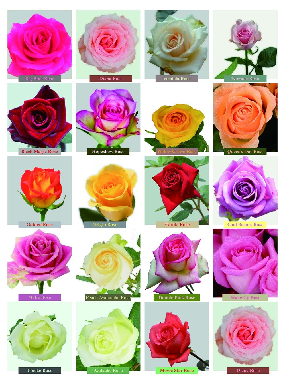 роза эквадор фото и названия