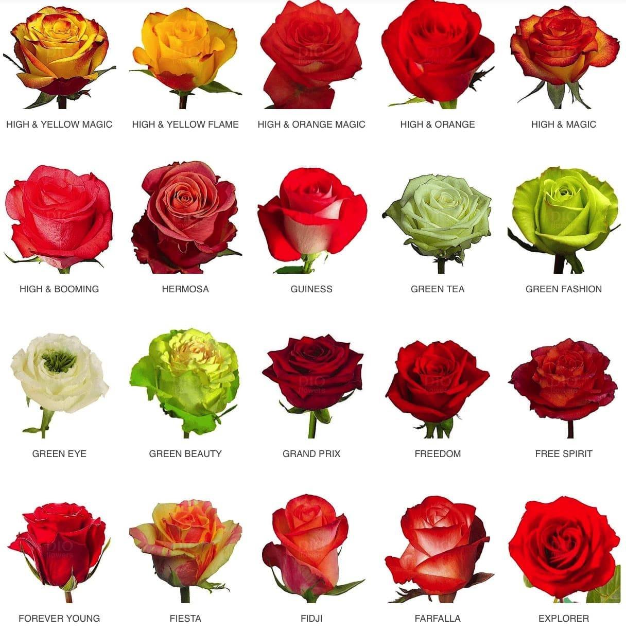 роза hearts эквадор