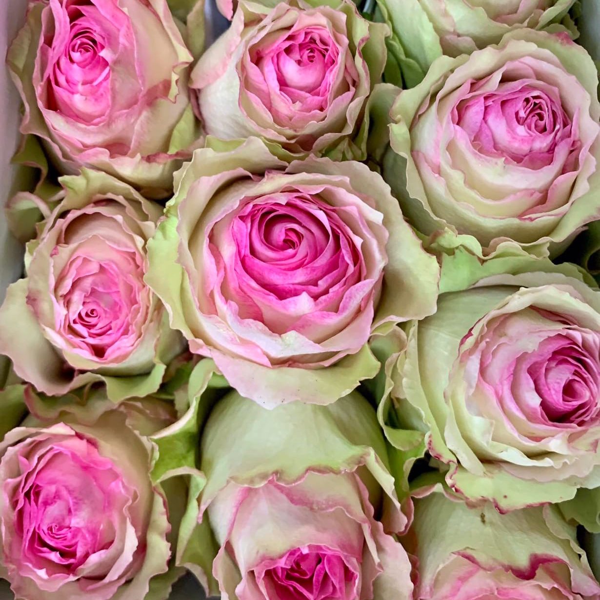 роза мандала фото эквадор